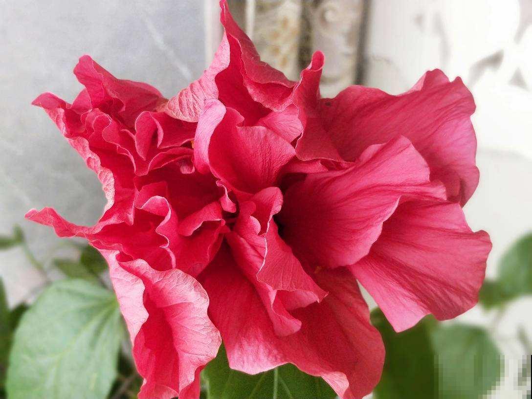 扶桑开花比拳头大，养护注意4点，花苞一个都不掉