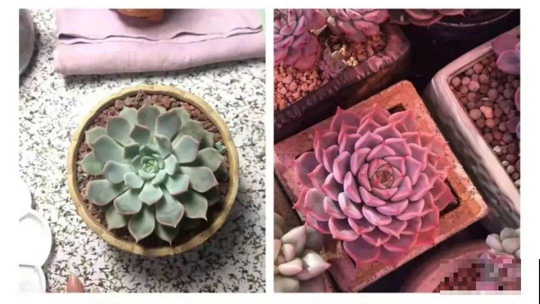 室内养多肉,也能养出水晶果冻色,任谁看到都说好 室内养多肉,也能养出水晶果冻色,任谁看到都说好
