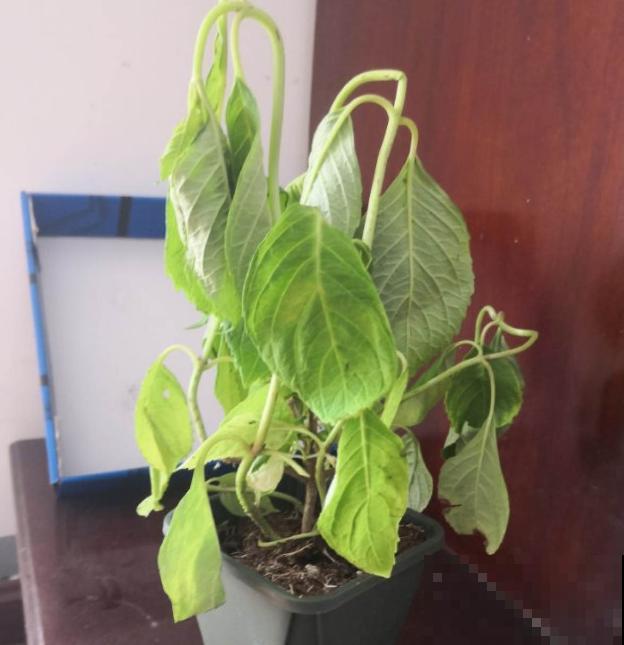春天养花，就怕乱浇水，浇错水植物死的越快