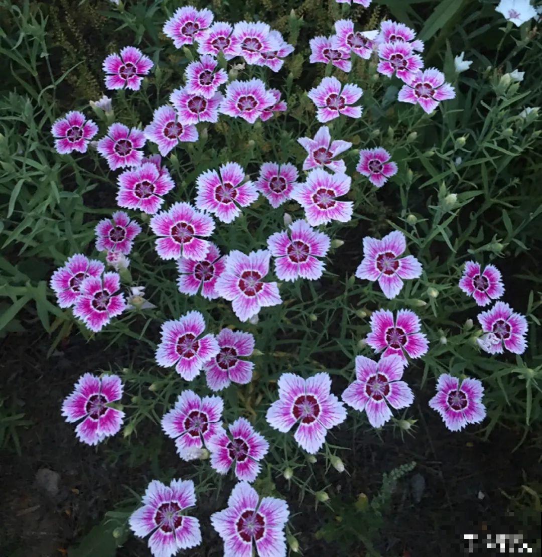 晒不死、热不死的花,越晒花越多,越热长越快 晒不死、热不死的花,越晒花越多,越热长越快