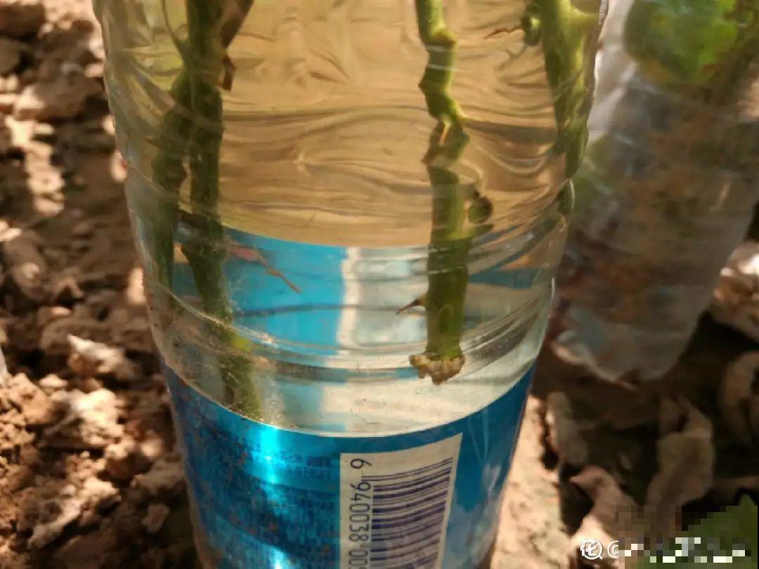 扦插3大“神器”,你家就有不少,成功率特高 扦插3大“神器”,你家就有不少,成功率特高