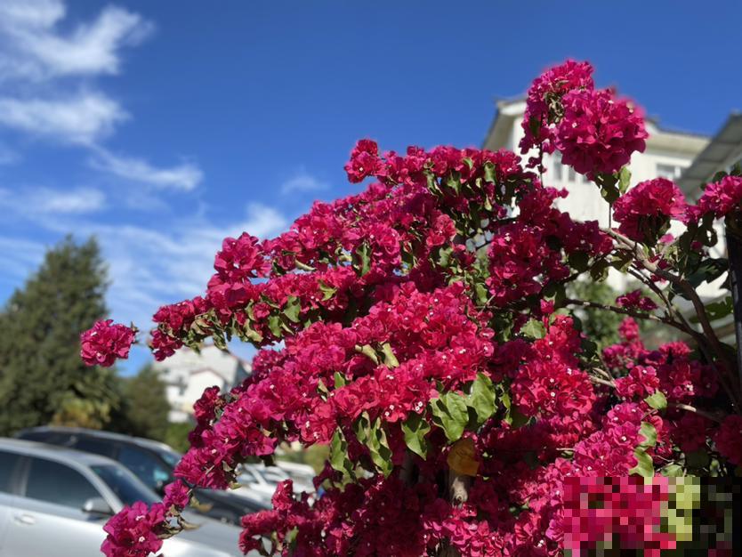 女士们都爱养的花，开花美艳动人，家里变成小花海