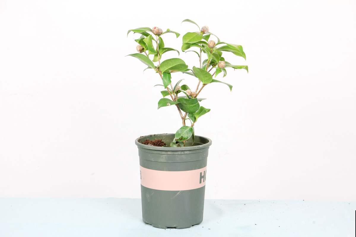 植物换盆技巧,成活率高,换完植物又绿又壮! 植物换盆技巧,成活率高,换完植物又绿又壮!