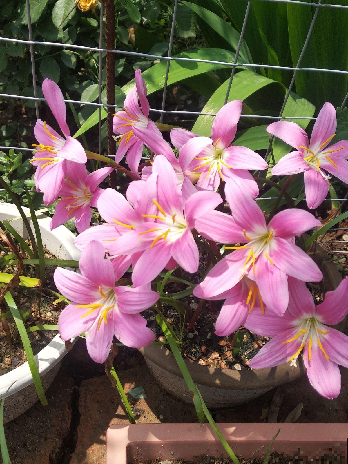 垃圾桶边捡的种球，回家种地里，淋雨开花一大片