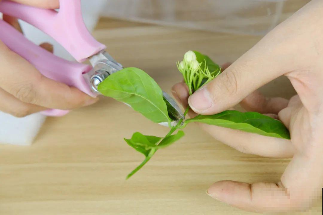 11种常见花，现在扦插，成活率特高