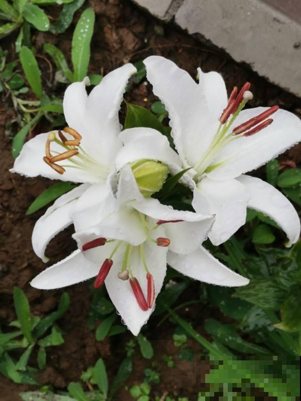 花香味浓的植物，有的人觉得香，有的人觉得臭