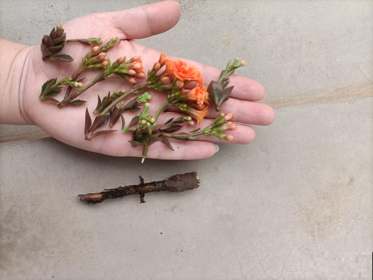 夏天养长寿花，要注意3要点，植物安安稳稳度夏