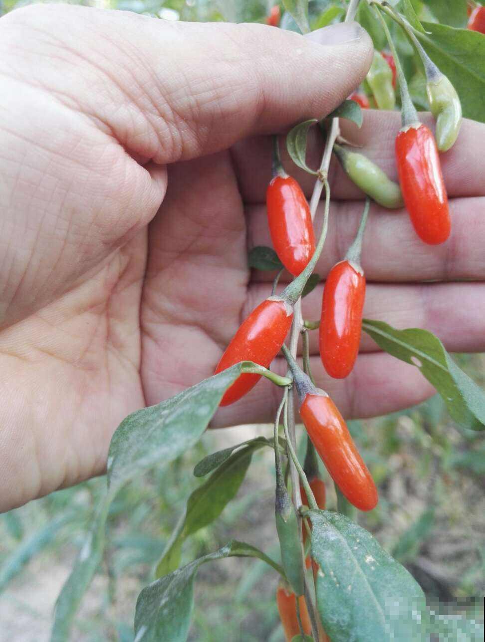 春天多喝3种汤，降燥补气，特别养生