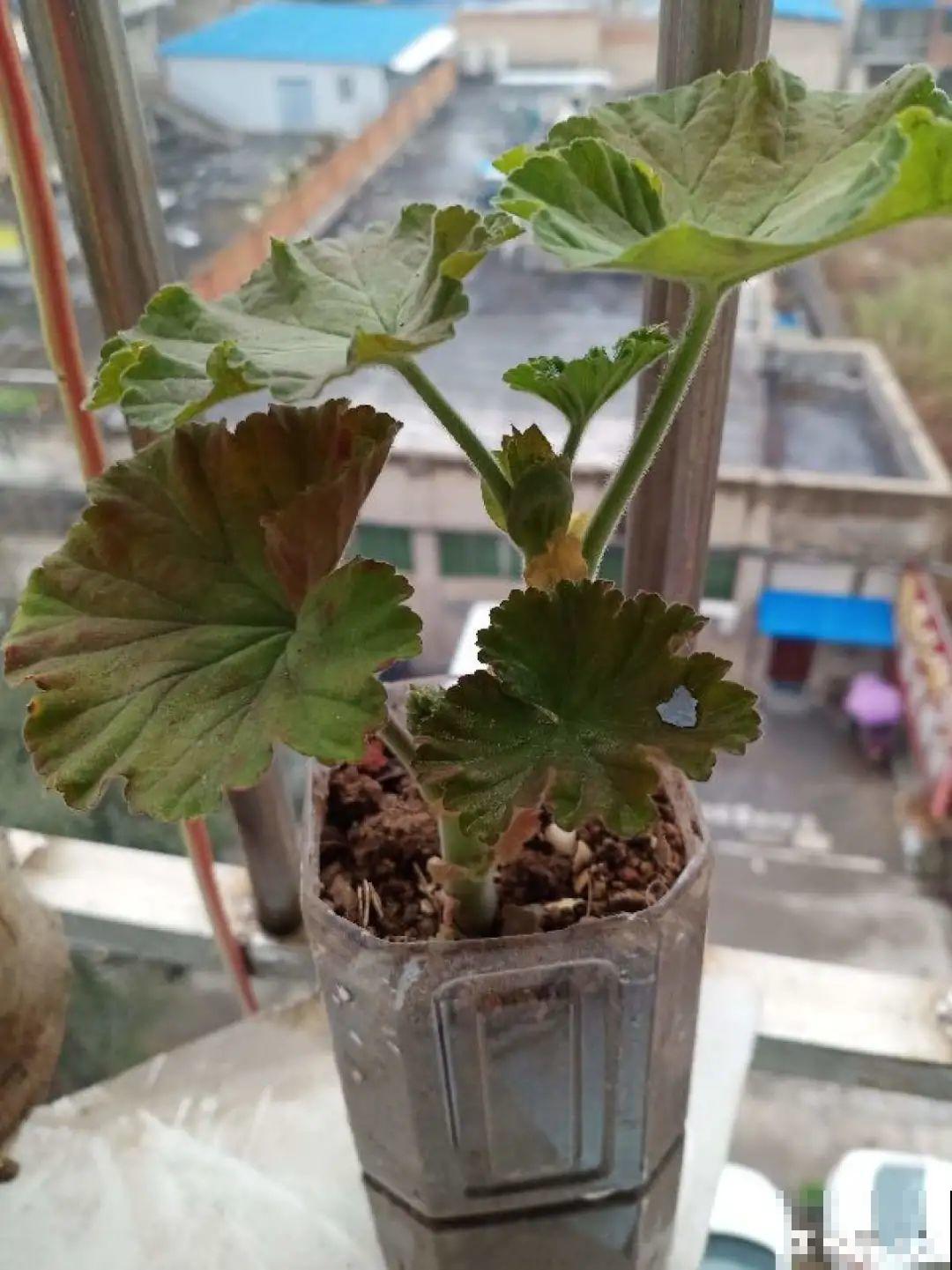 11种常见花，现在扦插，成活率特高