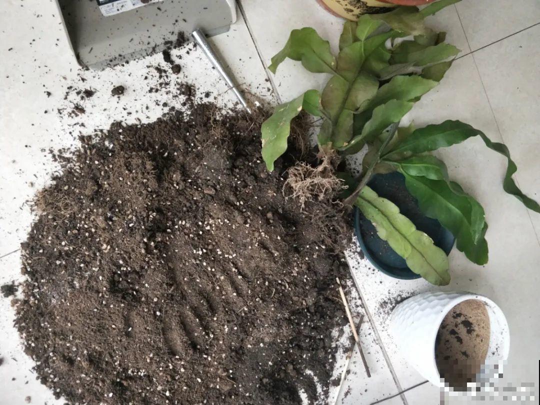 公认的难养花，买一盆死一盆，原来是被动了手脚…
