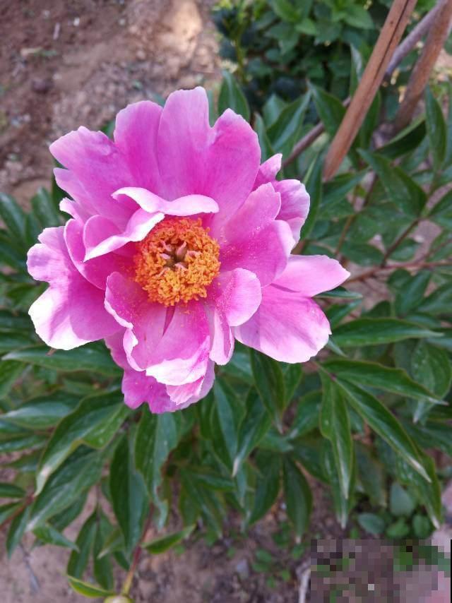 养这4种花,省事不费力,开出又大又艳的花来! 养这4种花,省事不费力,开出又大又艳的花来!