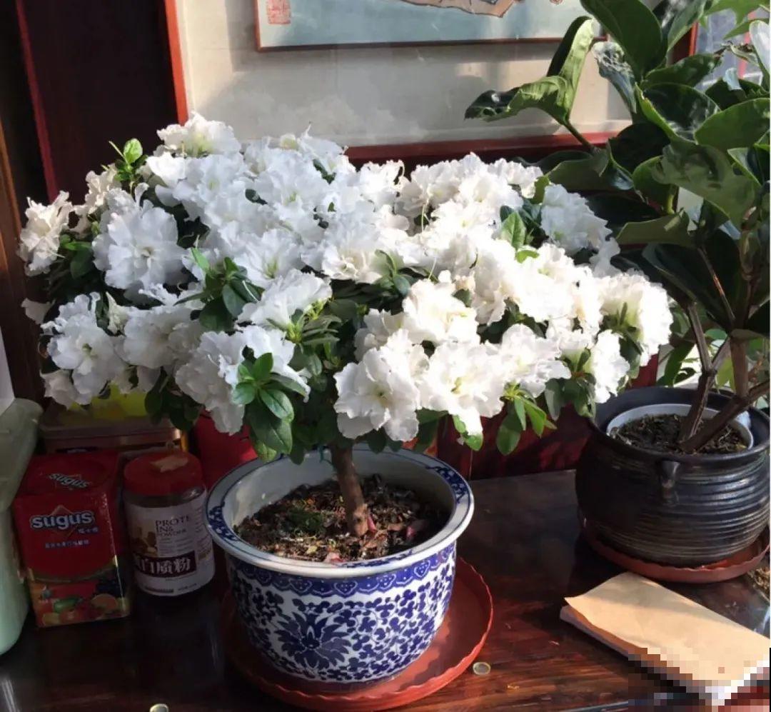 初春浇水要谨慎，浇水浇不对，小心全军覆没