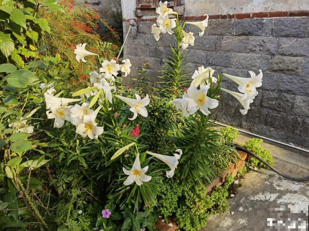 花开完了,别急着扔,好好养还能活几十年 花开完了,别急着扔,好好养还能活几十年
