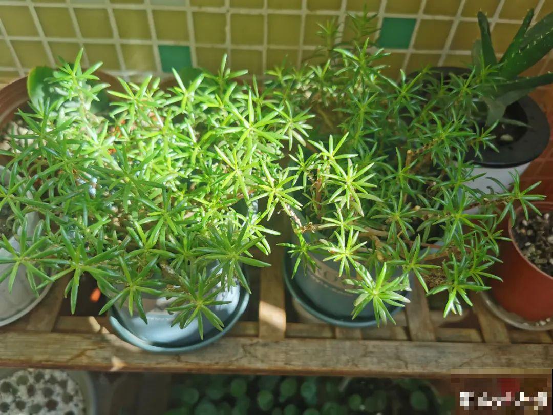 春天养太阳花,猛晒太阳才开花,扦插特好活 春天养太阳花,猛晒太阳才开花,扦插特好活