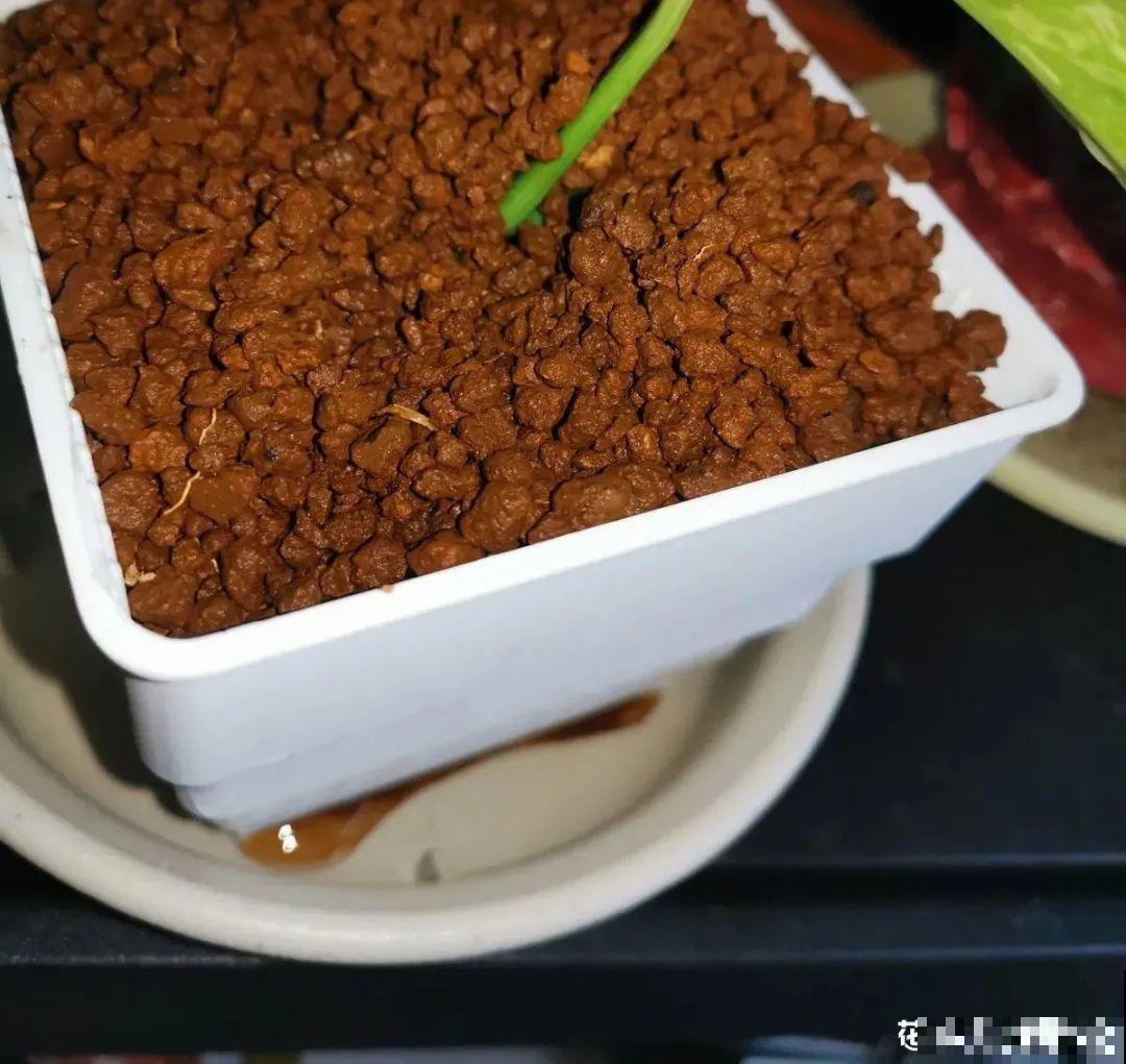 11种常见花，现在扦插，成活率特高