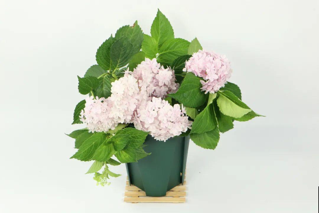 11种常见花，现在扦插，成活率特高