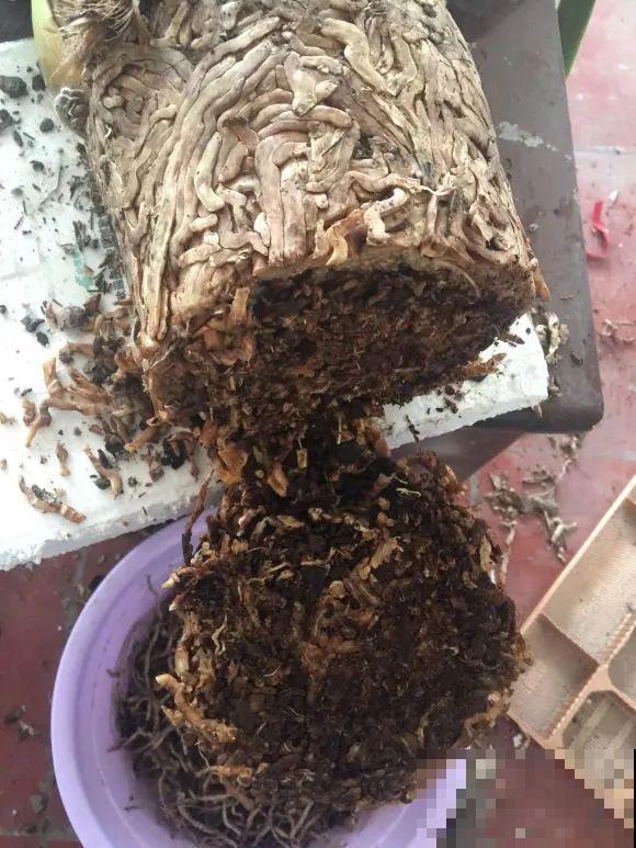 蝴蝶兰现在还不换盆，水苔容易发霉 ，越长越差劲