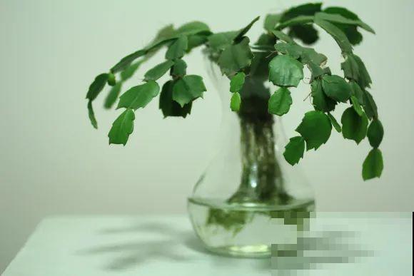 半死不活的花，扔水里，突然长疯了