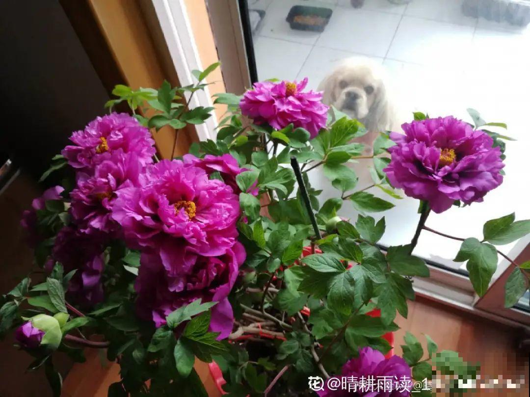 牡丹就得大花盆养，不然营养不够，很难开花