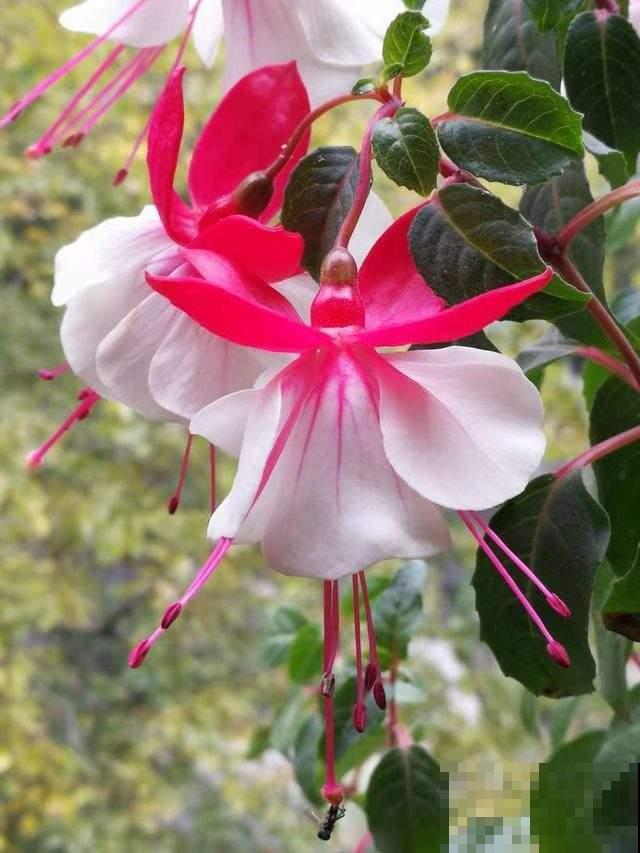 “小吊灯”呼呼掉花，原来是4点养护没注意