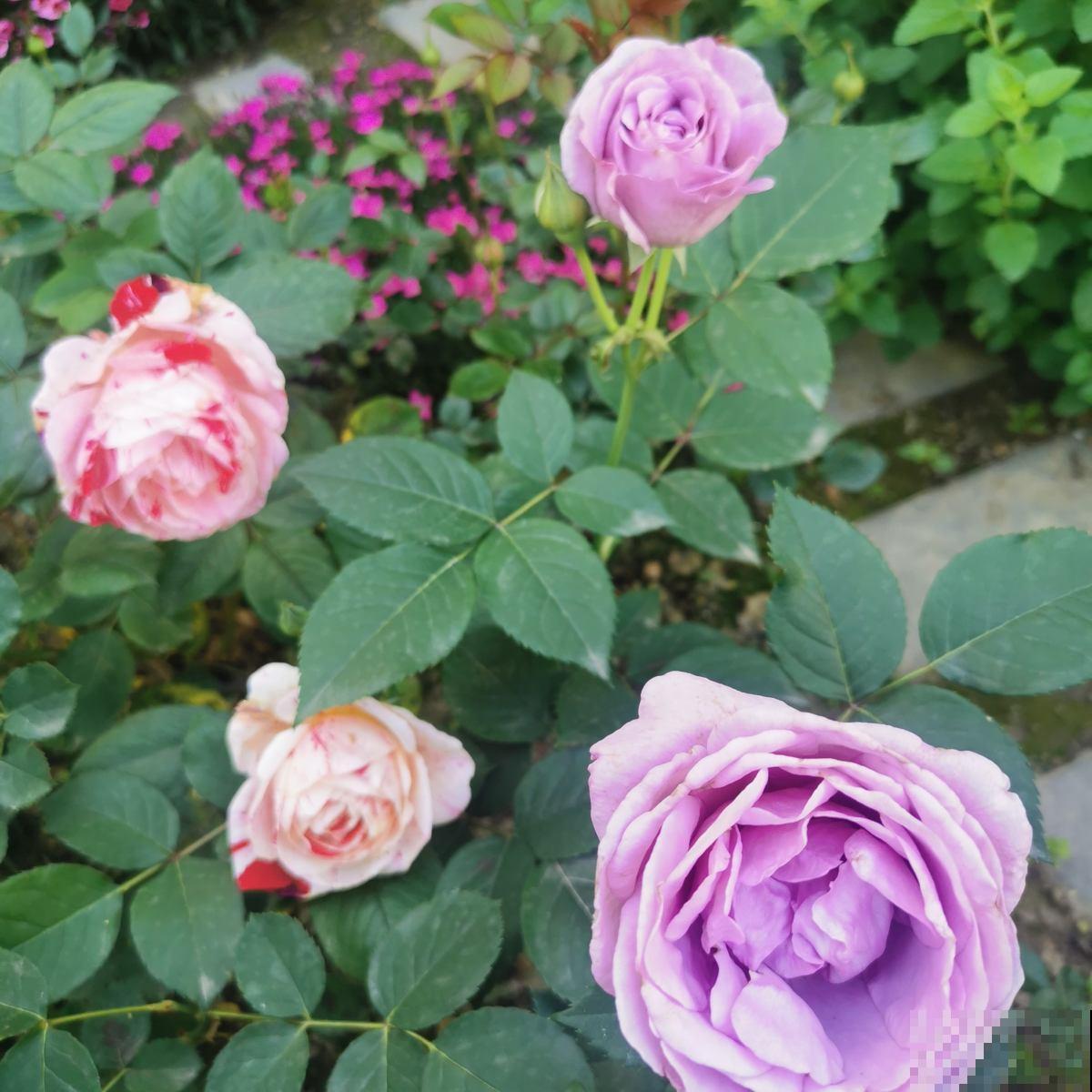 养月季的一些常见问题，现在教你怎么治，让花重新长旺！