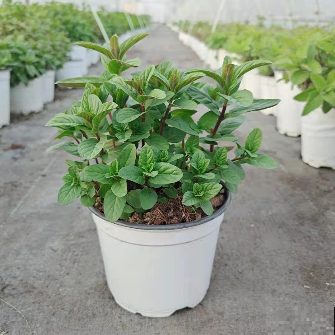 春天开始养薄荷, 等到天热了,爆出一大盆 春天开始养薄荷, 等到天热了,爆出一大盆