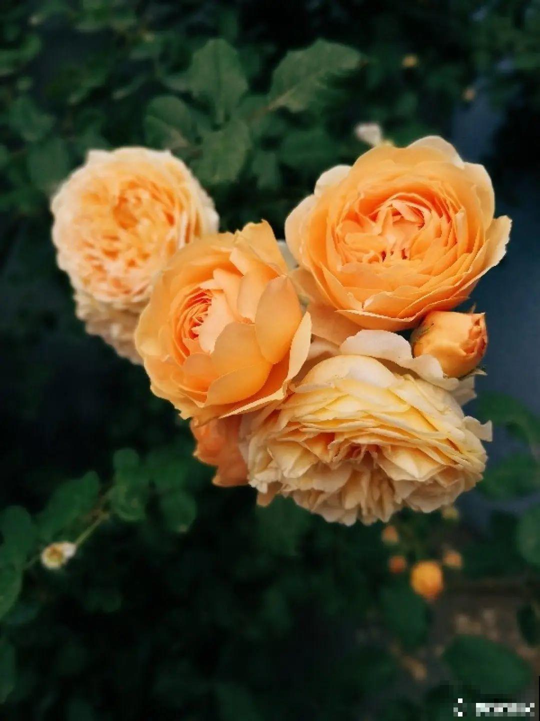 在家养盆“爆花战斗机”，只需要一盆，能开上百天不歇气！