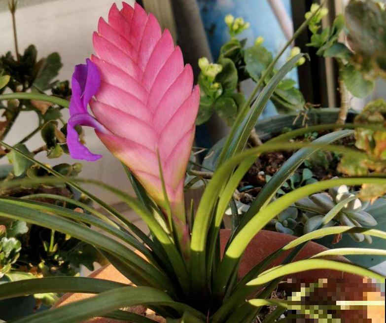 80种常见花卉，读过后，花名难不倒你