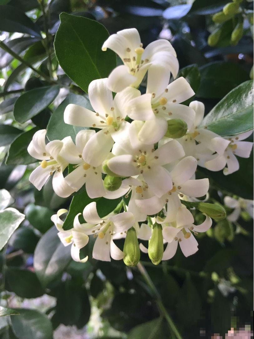 院子里种棵香香花，夏天开满枝条，满院子都是花香