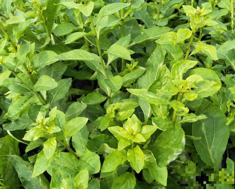 春天的野菜大全,小心辨认,千万别挖错了 春天的野菜大全,小心辨认,千万别挖错了