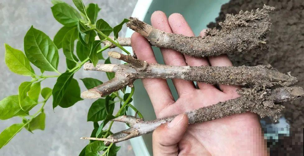 7种“落地生根”花,春天多插几棵,成活率特别高 7种“落地生根”花,春天多插几棵,成活率特别高