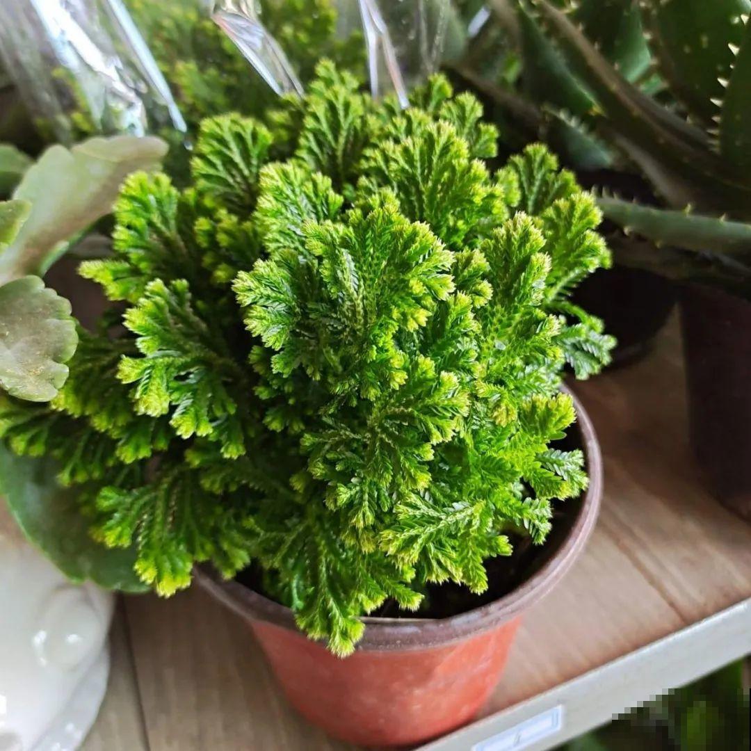 山上遇到“还魂”草,千万不要挖,养不活还破坏环境 山上遇到“还魂”草,千万不要挖,养不活还破坏环境