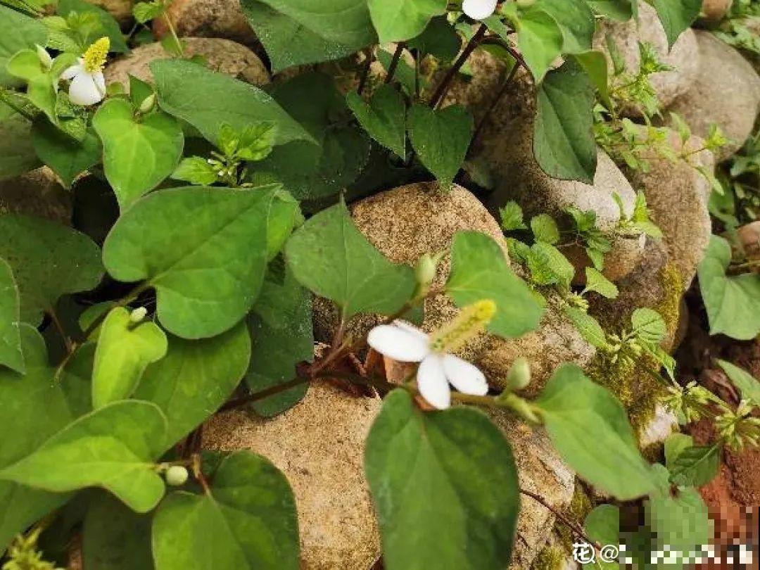 春天的野菜大全,小心辨认,千万别挖错了 春天的野菜大全,小心辨认,千万别挖错了