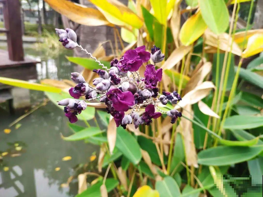 10种花夏天喝水多,多浇水,很快爆满一大缸 10种花夏天喝水多,多浇水,很快爆满一大缸