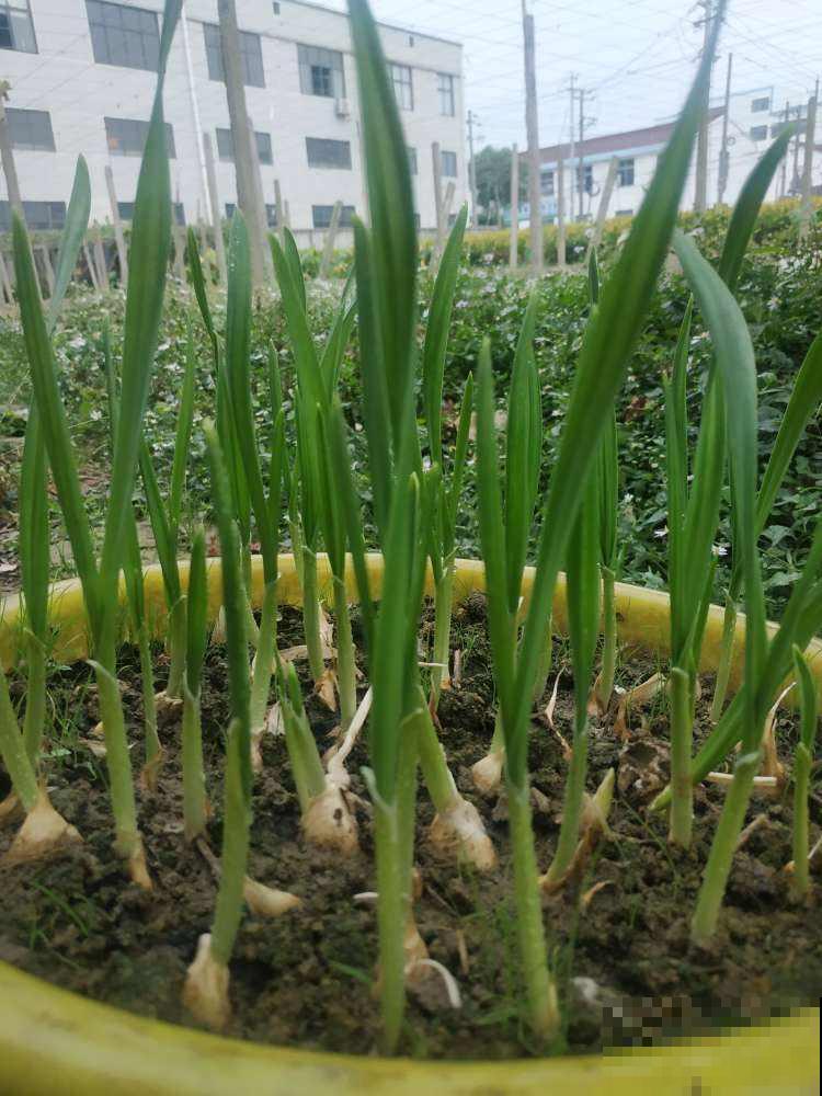 在家种4种蔬菜，简单好操作，生长速度快