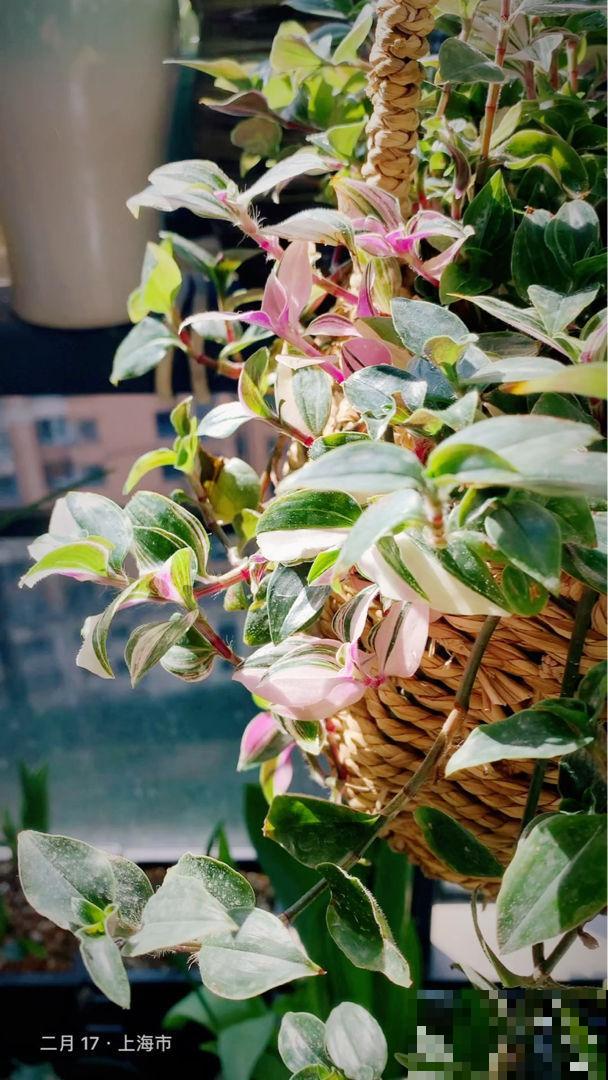 万千人宠爱耐阴花，叶子美得像油画，开花像个小荷包