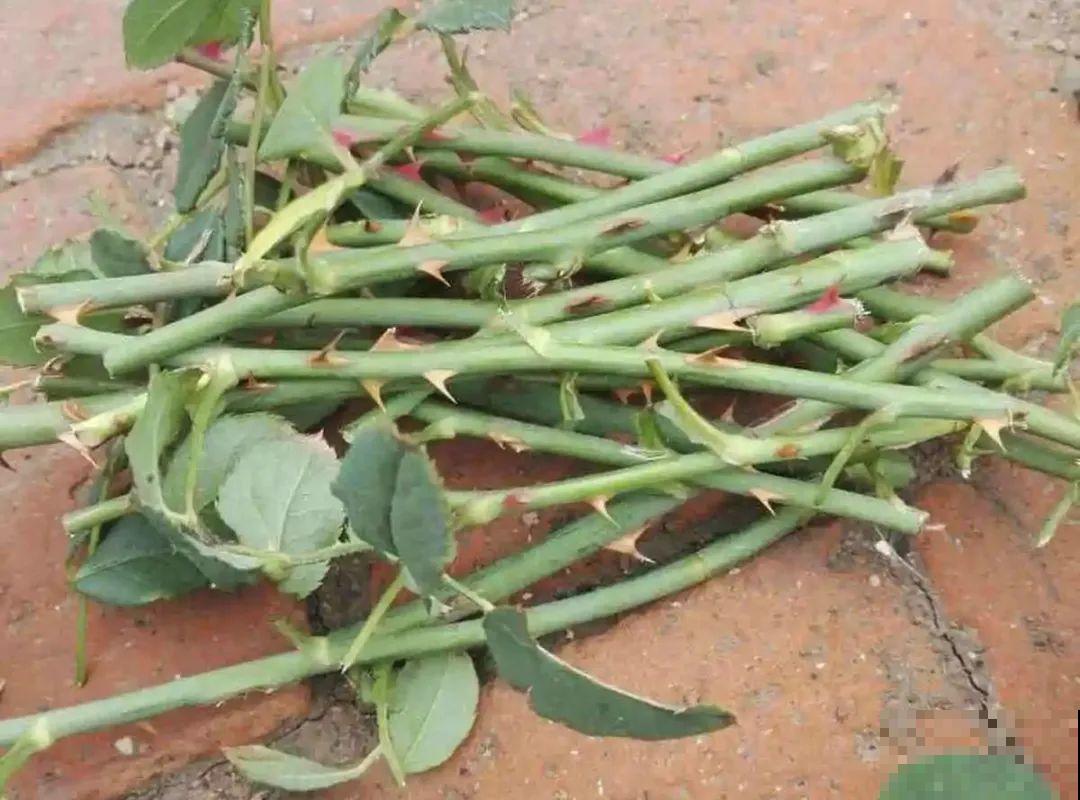 春天最佳繁殖季，扦插播种分株压条，成活率特高