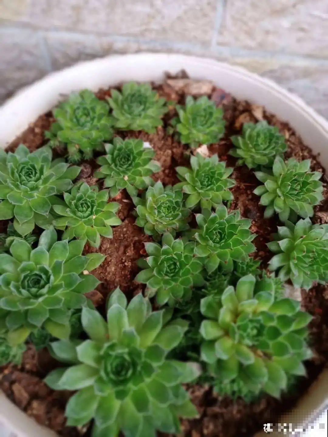 刚开始养多肉很嫌弃，后来越养越爱，打脸实录