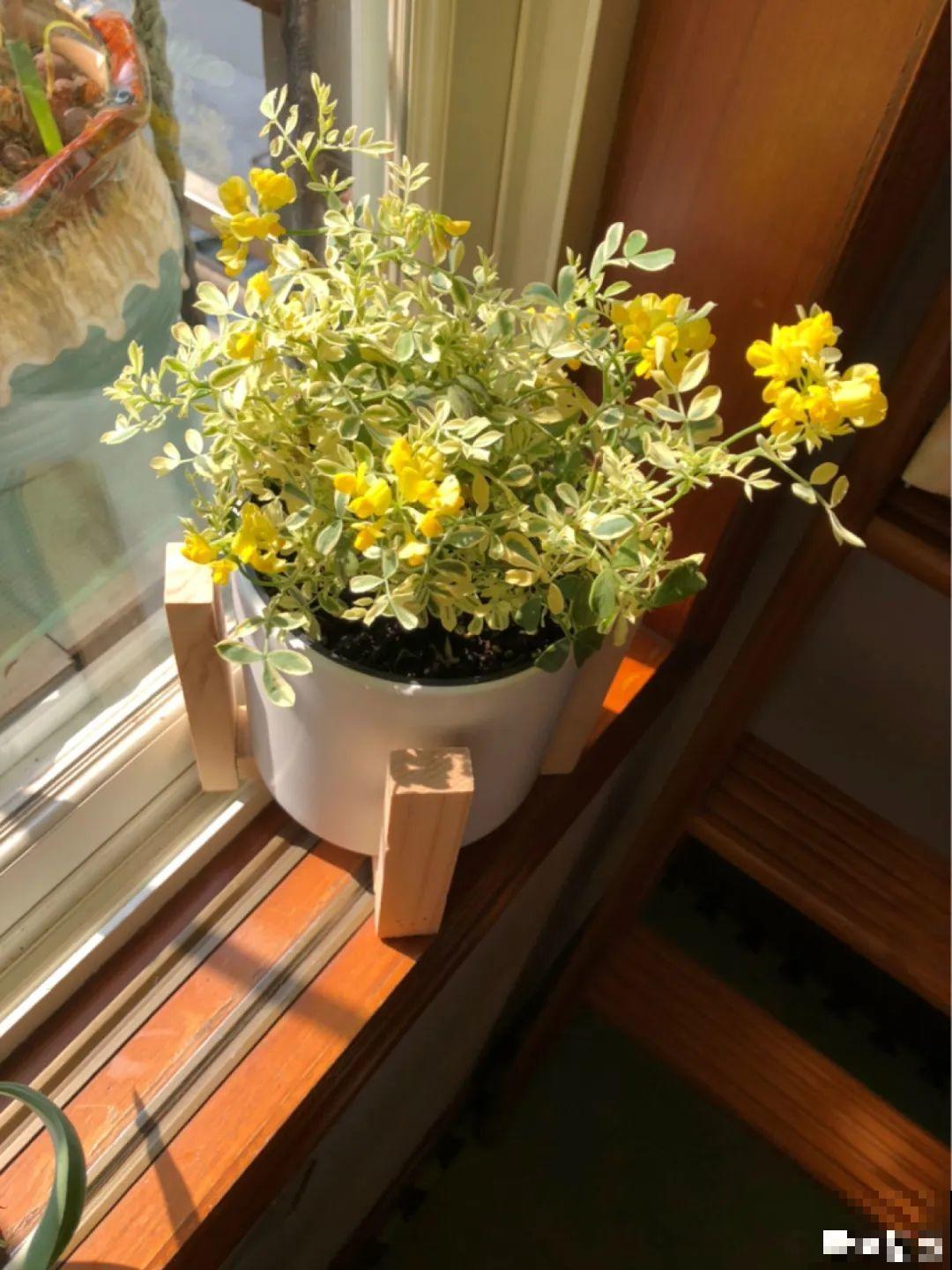 阳台虽小，种点花草，也能变成小花园