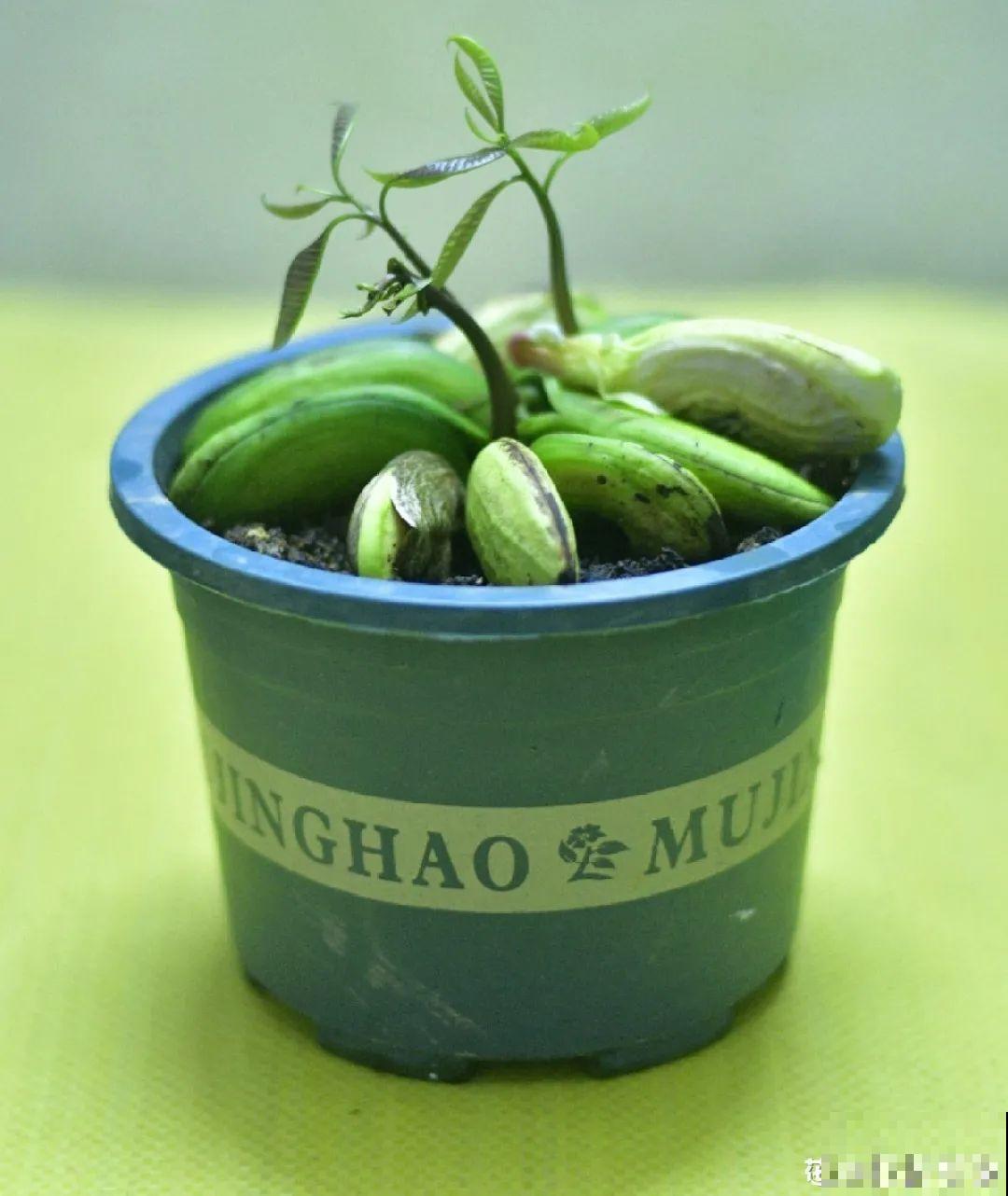 医院大门口,一男子竟被一片叶子砸晕,这叶子可真够大的 医院大门口,一男子竟被一片叶子砸晕,这叶子可真够大的