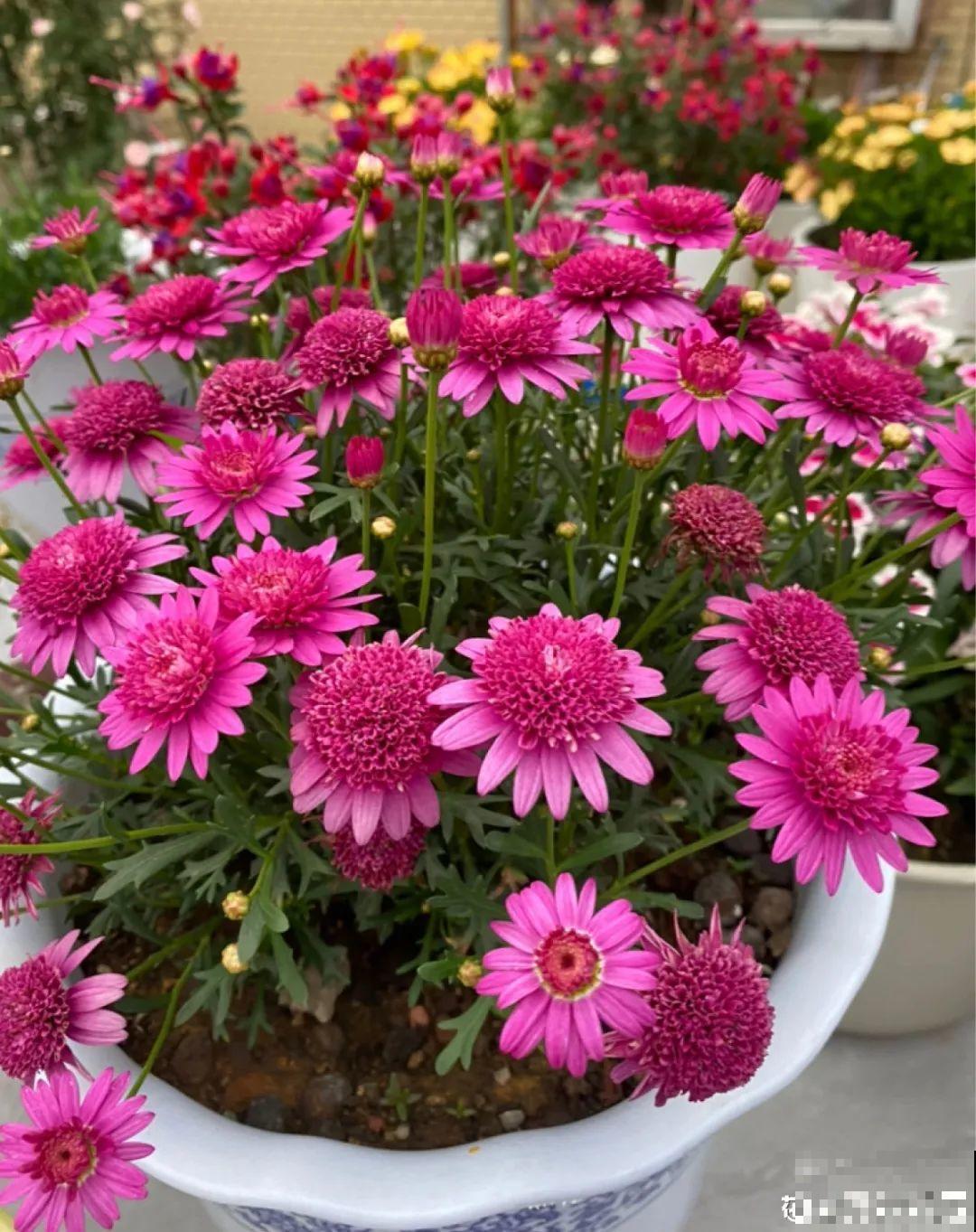 天热了，20种花最怕浇水，浇得越多，死得越快！