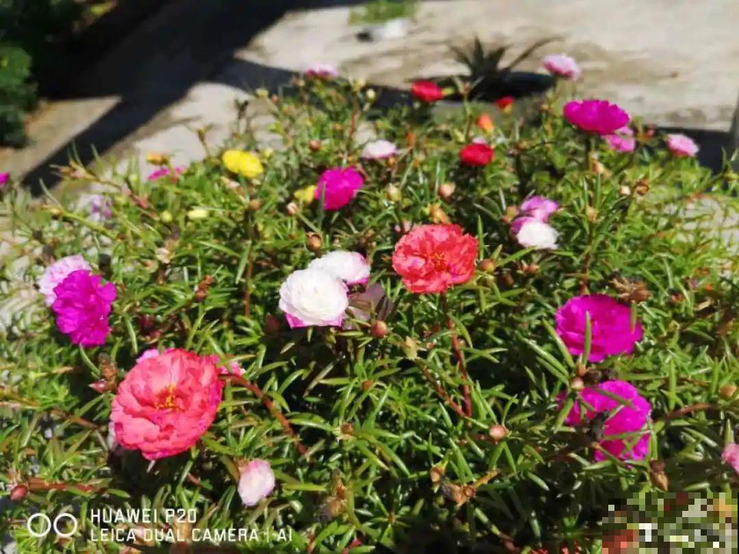 11种常见花，现在扦插，成活率特高