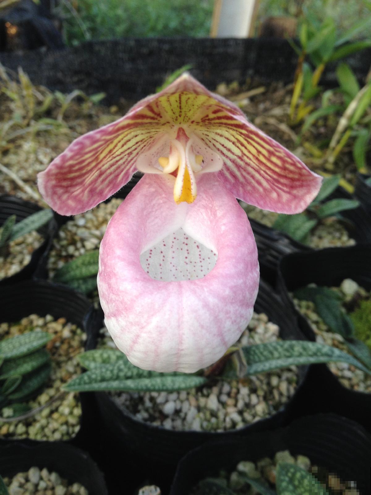 1种兰花开花特美艳，像个小拖鞋，还是贵货