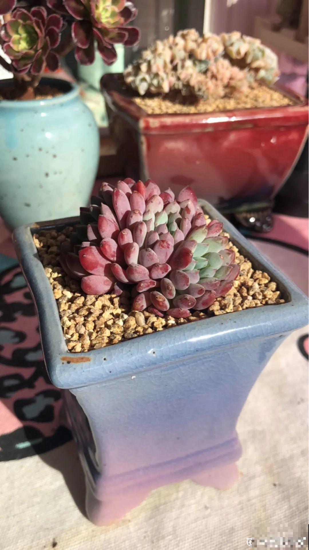 室内养多肉,也能养出水晶果冻色,任谁看到都说好 室内养多肉,也能养出水晶果冻色,任谁看到都说好