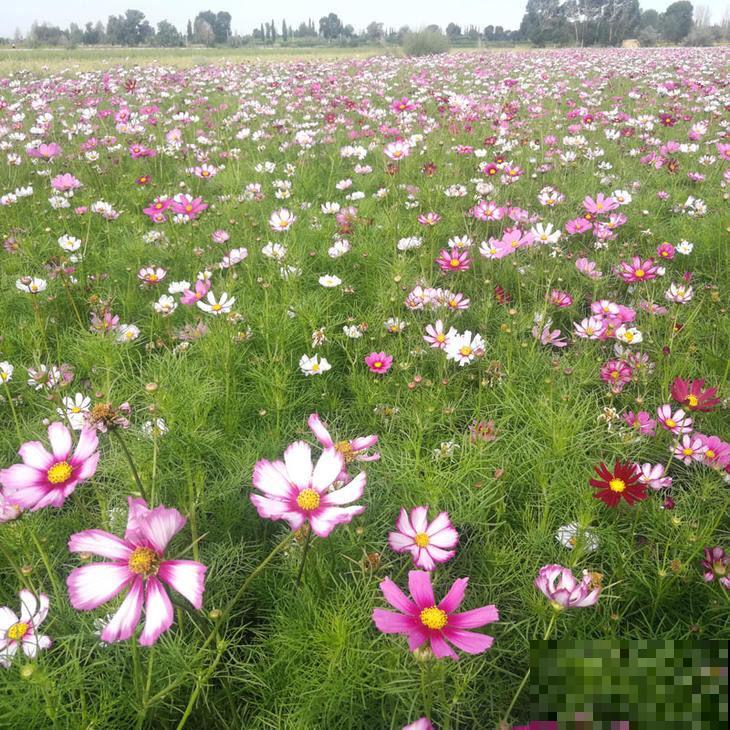 5种适合夏天养的菊花,一开就是一大片,年年收种子年年种 5种适合夏天养的菊花,一开就是一大片,年年收种子年年种