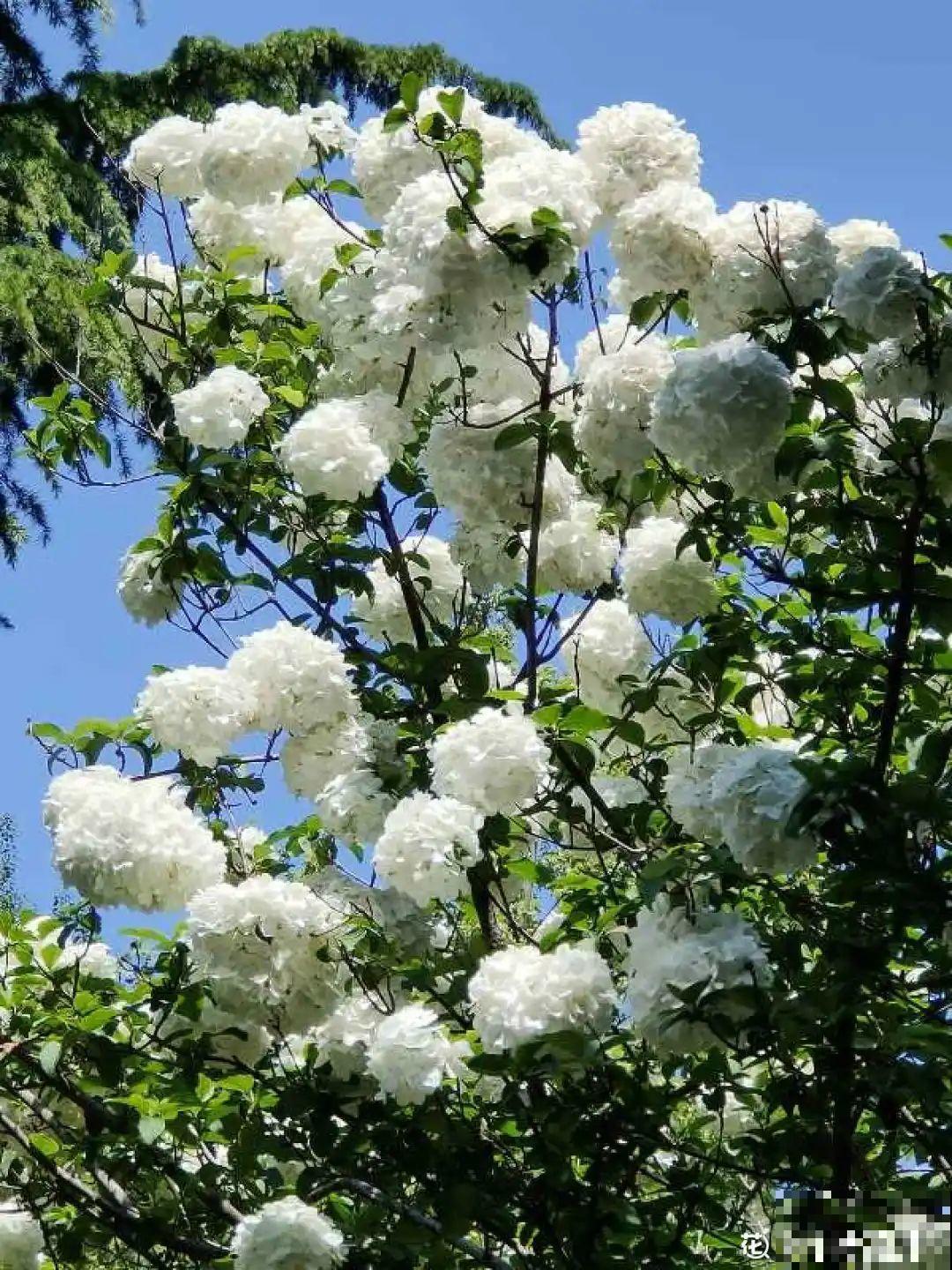 清明赏花，带上这份花卉图谱，变身行走的识花机器