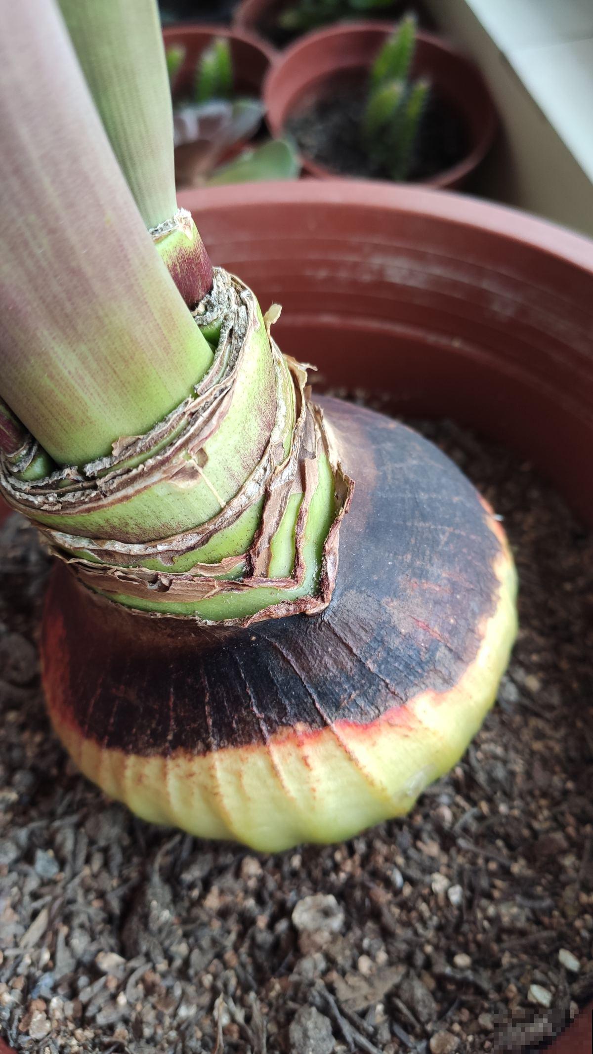 植物开花后有“后遗症”，要赶紧重视起来，不然以后难复花