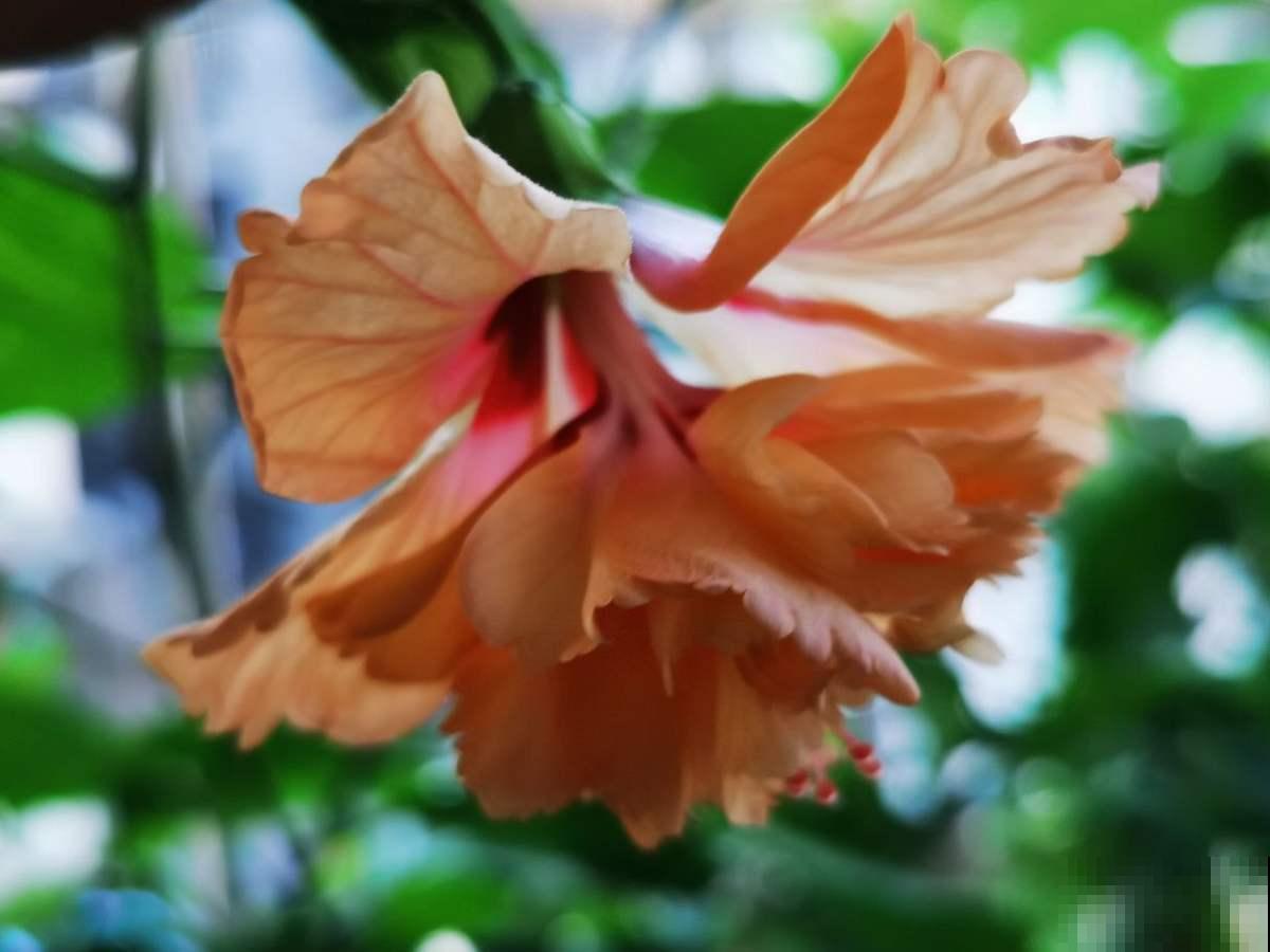 大神不外传的摄影技巧,学会给花拍照,每一张都超美 大神不外传的摄影技巧,学会给花拍照,每一张都超美