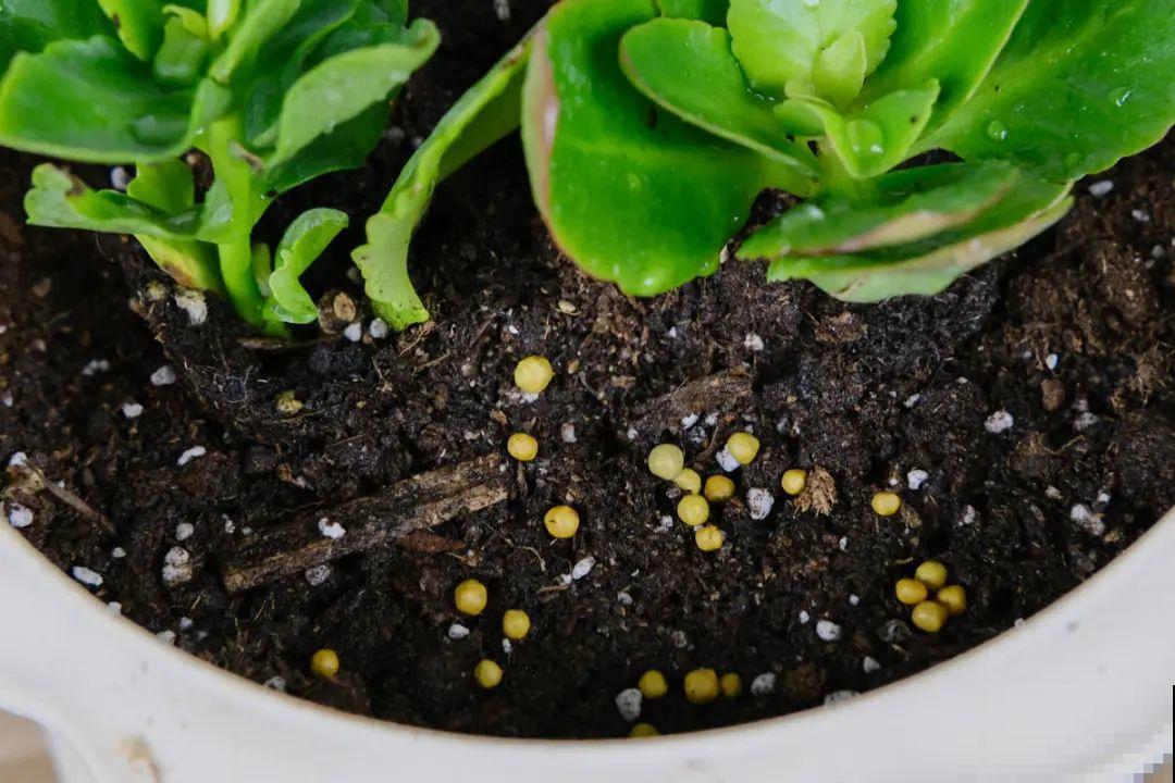 春天肥料要用对，根据植株种类施，效果更好