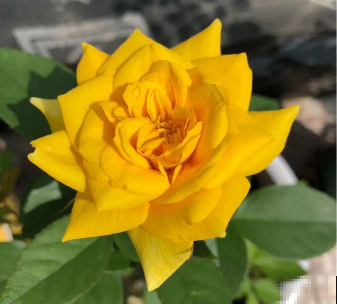 50种月季，各有各的美，哪一种是你的“菜”？